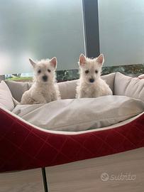 Cuccioli west highland