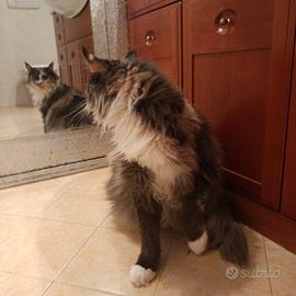 Maine Coon