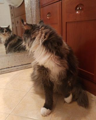 Maine Coon