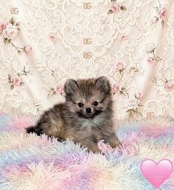 Pomerania spitz nano femminuccia fulva