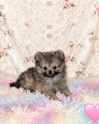 Pomerania spitz nano femminuccia fulva