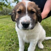 Cucciolo di cane