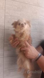 Chihuahua femmina adulta