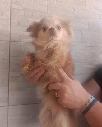 Chihuahua femmina adulta