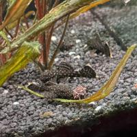 Pesci Ancistrus Napoli