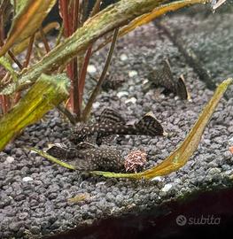 Pesci Ancistrus Napoli