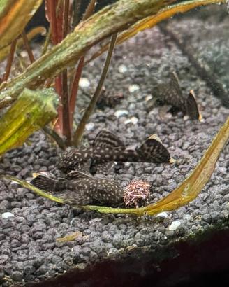 Pesci Ancistrus Napoli