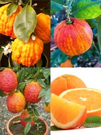 Agrumi Citrus piante adulte in vaso arancio limone