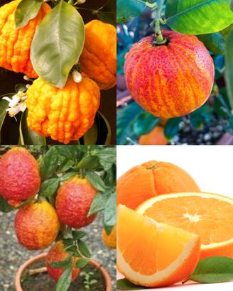 Agrumi Citrus piante adulte in vaso arancio limone