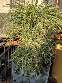 FALANGIO pianta