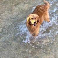 Golden retriever americano