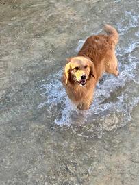 Golden retriever americano