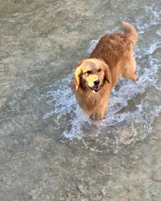 Golden retriever americano