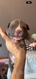 Cuccioli american bully pocket
