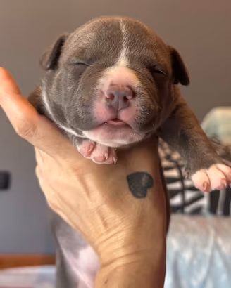 Cuccioli american bully pocket