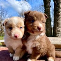 Australian Shepherd Pastore Australiano