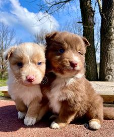 Australian Shepherd Pastore Australiano