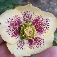 Helleborus orientalis, fondo giallo