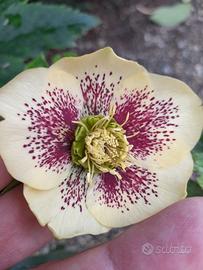Helleborus orientalis, fondo giallo