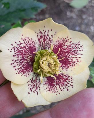 Helleborus orientalis, fondo giallo