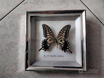 Quadretto con farfalla