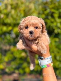 Jala, cucciola di maltipoo