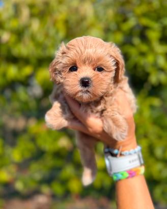 Jala, cucciola di maltipoo