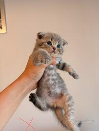 Gattini Scottish Fold e British Shorthair