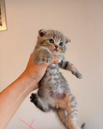 Gattini Scottish Fold e British Shorthair