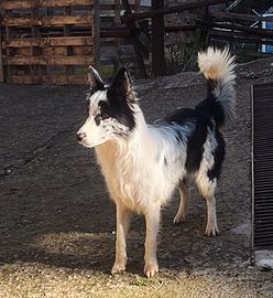 Border collie blue merle femmina