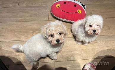 Cucciolina Maltipoo Toy una vera bellezza