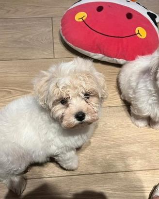 Cucciolina Maltipoo Toy una vera bellezza