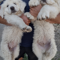 Cuccioli pastore maremmano abruzzese