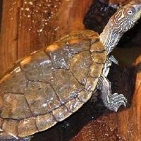 Tartaruga Garaptemys