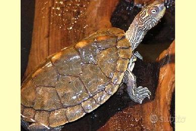 Tartaruga Garaptemys