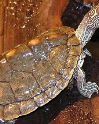 Tartaruga Garaptemys