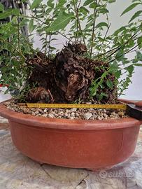 prebonsai olmo pumila