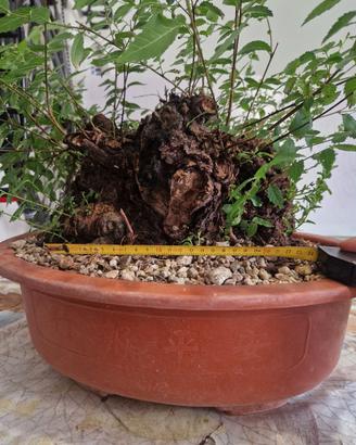 prebonsai olmo pumila