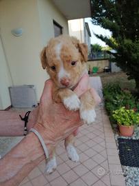 Due cuccioli meticci
