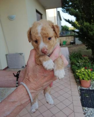 Due cuccioli meticci