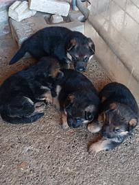 Cuccioli di pastore tedesco