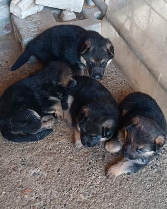 Cuccioli di pastore tedesco