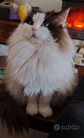 Maschio Ragdoll disponibile per accoppiamento