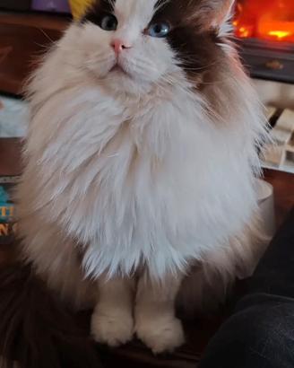 Maschio Ragdoll disponibile per accoppiamento