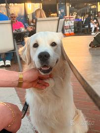Golden retriever