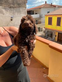 Cucciolo cockapoo barboncino