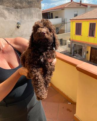 Cucciolo cockapoo barboncino