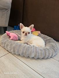 Chihuahua femmina
