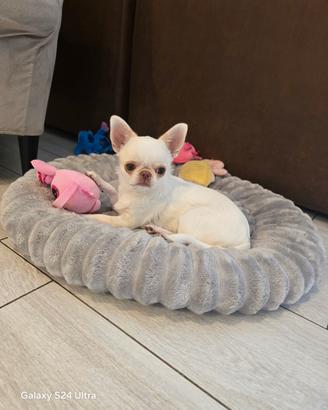 Chihuahua femmina