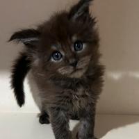 Gattini Maine Coon